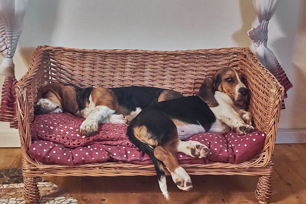 Zwei Beagle, die Geschwister